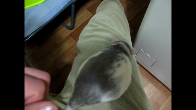 Щуня чистит пальчики и боится слезть с ноги смотреть онлайн