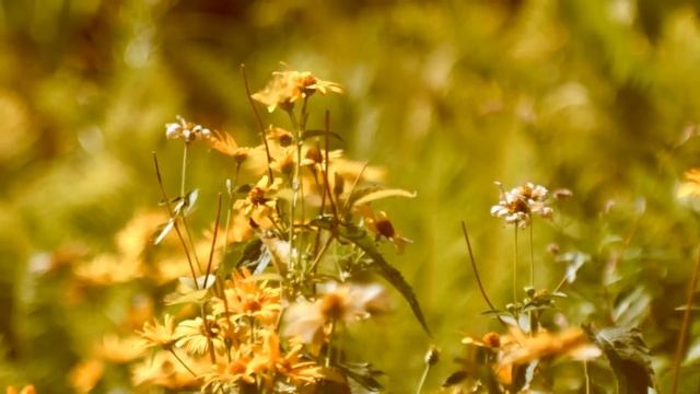 Sony nex VG-10 + Юпитер-9 85mm F2.0 test смотреть онлайн