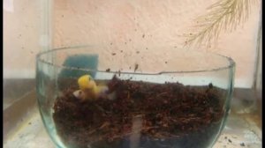 нерест моих нотобранхиусов гюнтера