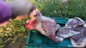 чистый вес нутрии в 6 месяцев