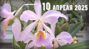 Грабли веерные Для любителей канала Грабли Live 10 .04.2025