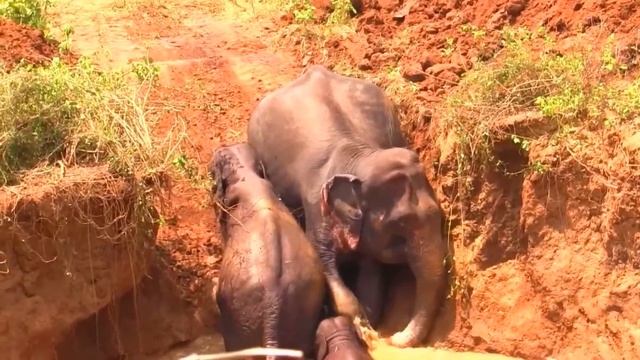 MAMA-Слониха отчаянно пытается спасти своего MAЛЫШA. Невероятная материнская любовь! смотреть онлайн
