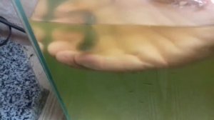 Пруд своими руками из бетона с биоплато.  Малек  карася этого года.