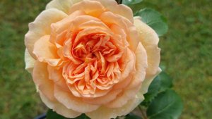 "Bathsheba" English Climbing Rose Bred by David Austin . Троянда Батшеба .