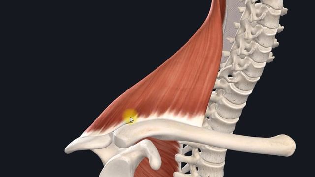 Трапециевидная мышца (m.trapezius) 3D Анатомия смотреть онлайн