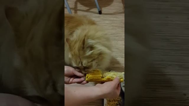 У Кузьмы солёная кукуруза только под Лепса смотреть онлайн