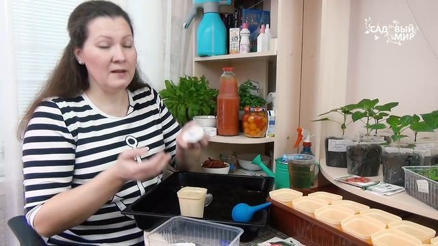 Ранние сорта томатов для теплицы и открытого грунта, когда сажать на рассаду. смотреть онлайн