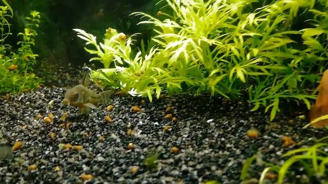 Баланс в аквариуме восстанавливается водоросли отступают #NIK_72 смотреть онлайн