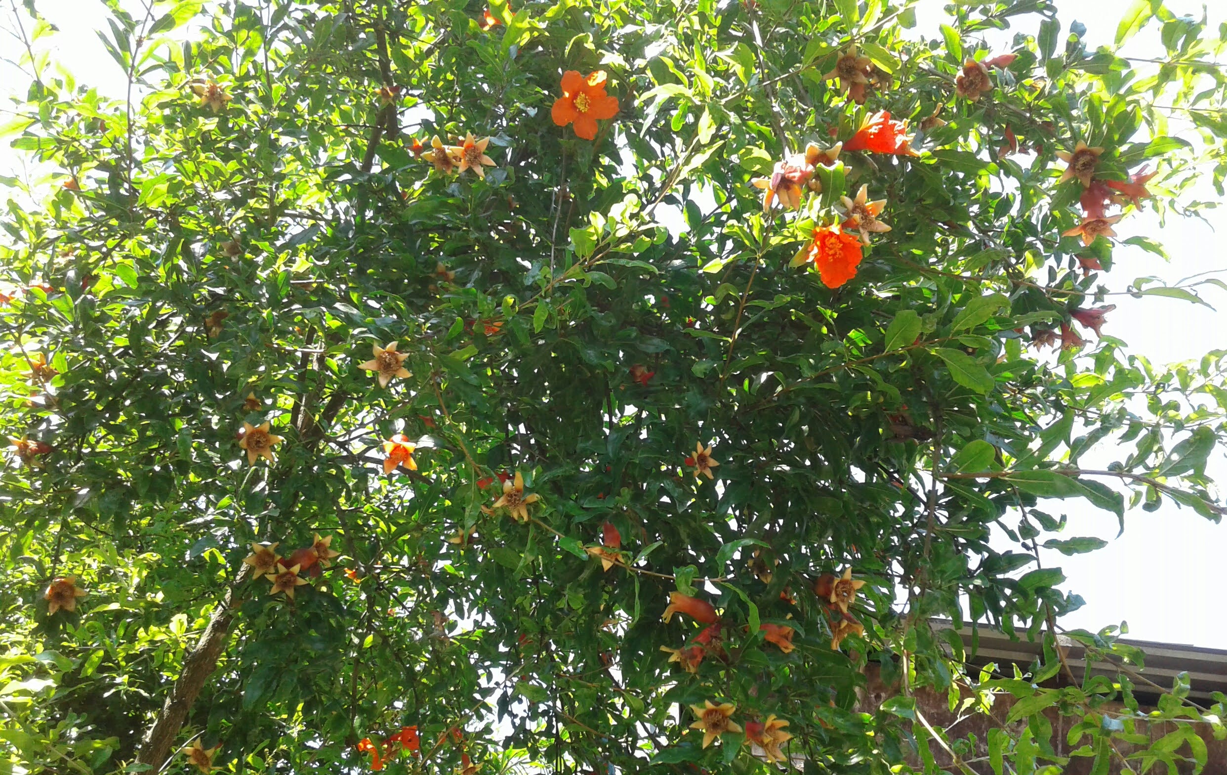 Южные фрукты в моём саду. Южная экзотика в Сочи.