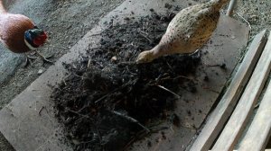 Натуральный корм в рационе фазанов. Лучшие живые витамины. Вольер с фазанами в Челябинске