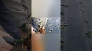 Клубника из Италии Трей и минитрей сажаем смотрим.