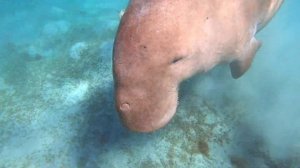 Дюгонь в бухте Марса Мубарак. С указанием мест, где можно встретить Дюгоня.. Часть 2. 14-28.10.2020