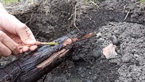 Прививка винограда дрелью