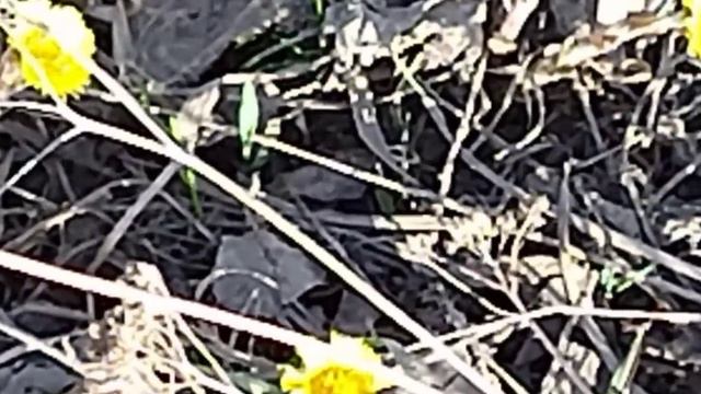 Польза Лекарственной травы. Мать и мачеха. смотреть онлайн