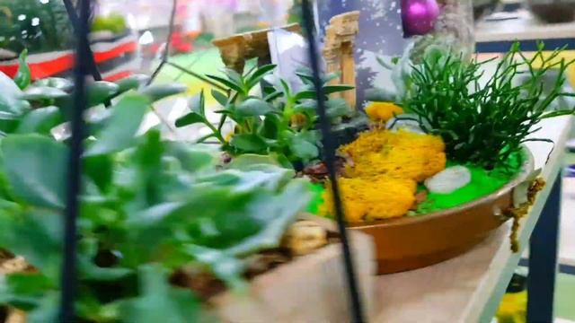 Обзор больших комнатных растений Гортензия, Фикус, Драцена, Диффенбахия, Кротон, Сансевиерия. смотреть онлайн