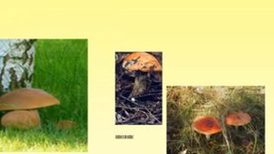 Роль грибов в природе и жизни человека.AVI