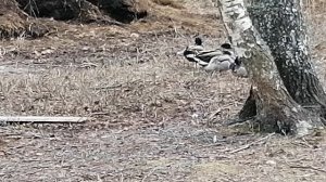 Пернатый охранник уток.