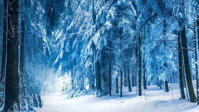 Волк вожак и волчья преданность . смотреть онлайн