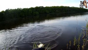 Жереха на все приманки