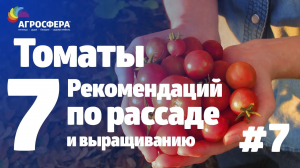 Советы для дачи и сада #7 - рассада томатов / агросфера.рф