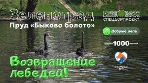 Возвращение лебедей на пруд Быково болото