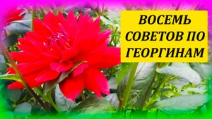 Восемь советов как выращивать георгины от профессионала. Георгина уход и выращивание на даче летом.