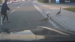 Гусь переходит дорогу с детьми.