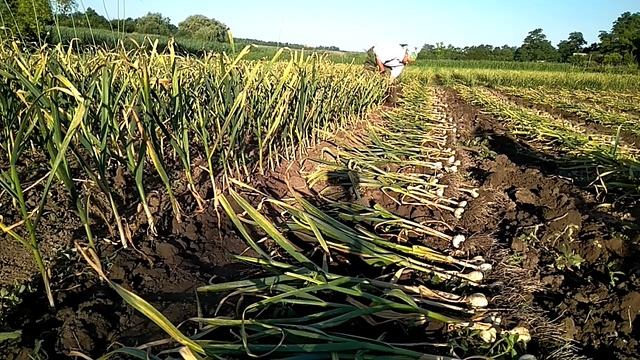 Уборка, сушка, обрезка, озимого крупного чеснока!!!! смотреть онлайн