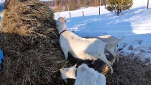 Знакомьтесь! Мои ЗААНЕНСКИЕ козы! Вся правда о козах в моем хозяйстве / Реальный удой коз