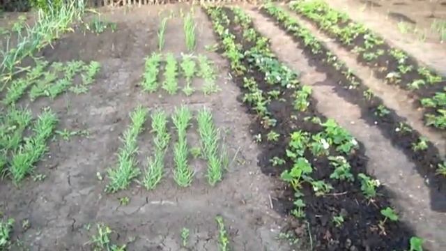 Пришлось ПЕРЕСАЖИВАТЬ ГОРОХ еще раз