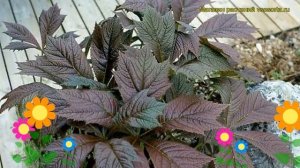 Роджерсия стополистная Браунлауб. Краткий обзор, описание rodgersia podophylla Braunlaub