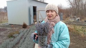ЛАВАНДА.Вам об этом никто не расскажет ?