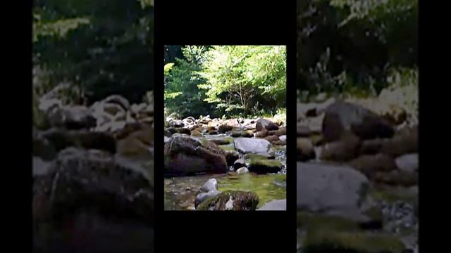 Лесной ручей Шум воды, пение птиц, для отдыха