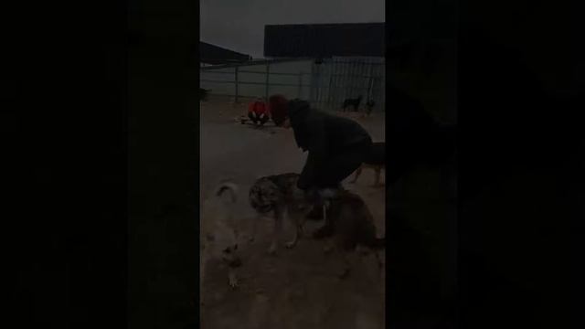 07.03.22 кожуховский приют