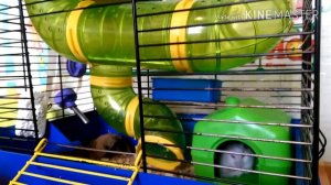 Клетка хомяка 🐹, Как хомяк спит в домике 💤