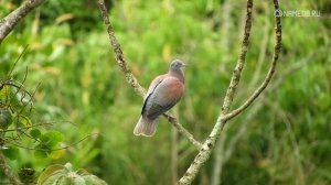 Самые популярные русские женские имена