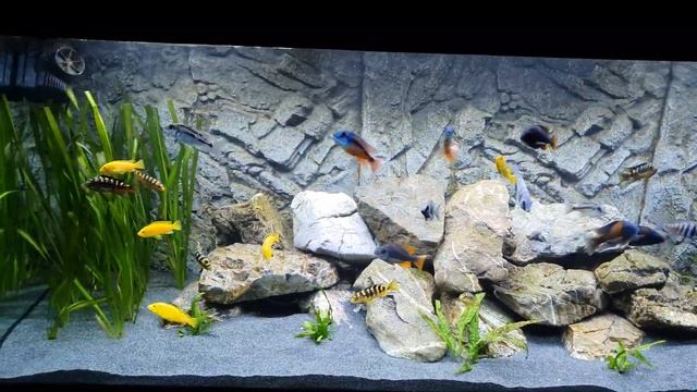 450l Juwel Malawi Aquarium mit Boadzulu, Lupingu, Kadango, Crabro, Yellow Barsche смотреть онлайн