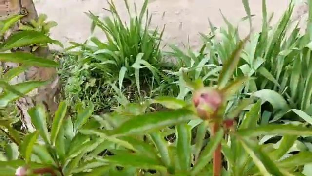 Травянистые и древовидные пионы в крымском саду весной - рост, внешний вид, особенности