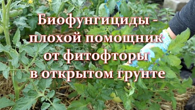 Срочно! Чтобы томаты не болели фитофторозом -  что делать и чем обрабатывать. Чего боится фитофтора