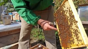 Сколько кормить пчел осенью. Сколько мёда оставлять в зиму. Подкормка пчел на пасеке