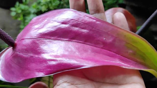 Anthurium safari dan Holland? id kurang begitu..#anthurium  #bunga  #anthurium_safari #tanaman_hias смотреть онлайн