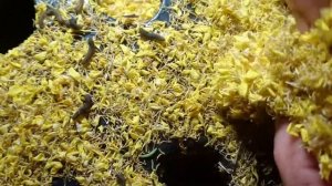 Вот кто ест горчицу ??. Совка. Луговой мотылек. Капустная моль. #вредители  #горчица #фермер