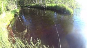 щучка ударила в сапог