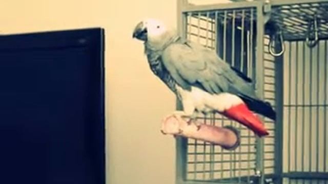 Попугай жако идеально говорит по - английски смотреть онлайн