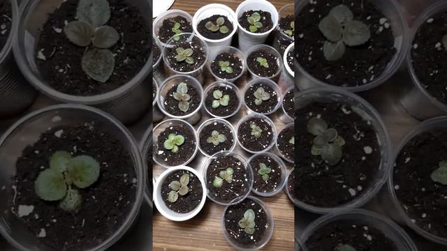 Пикировка сеянцев глоксиний смотреть онлайн