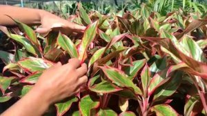 Aglaonema commutatum creta (Aglaonema creta)