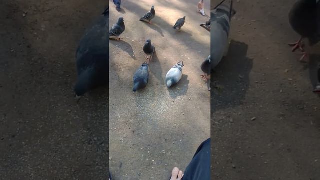 Кабутар дар москва 2020 смотреть онлайн