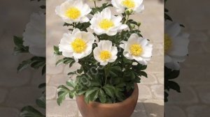 Пионы Патио