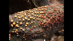 Nectria cinnabarina