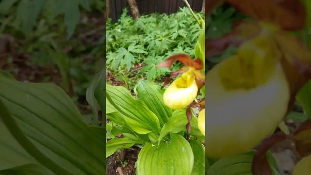 Венерин башмачок настоящий - Cypripedium calceolus 26.05.23